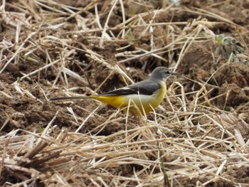 Grey Wagtail 寺家ふるさと村 Thu, 2/29/2024