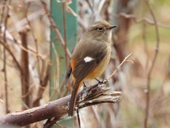 Daurian Redstart 寺家ふるさと村 Thu, 2/29/2024