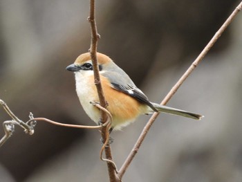 Bull-headed Shrike 寺家ふるさと村 Thu, 2/29/2024