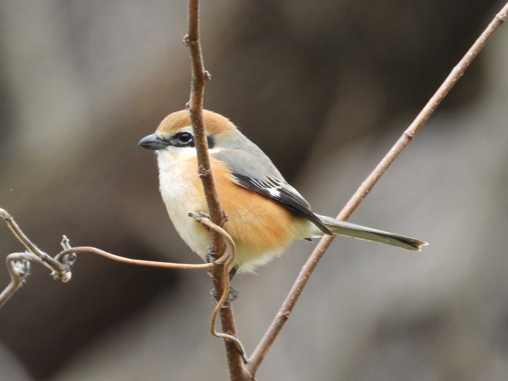 Bull-headed Shrike