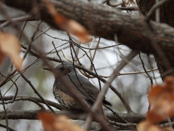 Brown-eared Bulbul 寺家ふるさと村 Thu, 2/29/2024