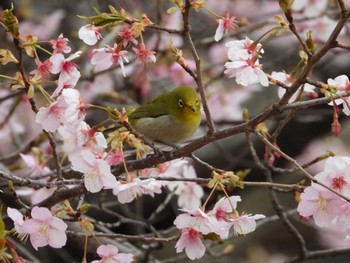 Warbling White-eye 寺家ふるさと村 Thu, 2/29/2024