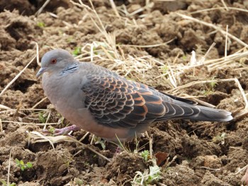 Oriental Turtle Dove 寺家ふるさと村 Thu, 2/29/2024