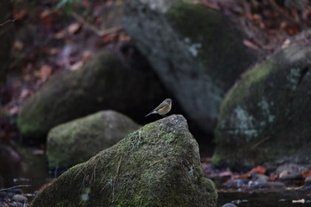 Red-flanked Bluetail 東京都多摩地域 Sat, 12/1/2018