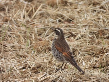 Dusky Thrush 寺家ふるさと村 Thu, 2/29/2024