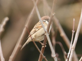 Eurasian Tree Sparrow 寺家ふるさと村 Thu, 2/29/2024