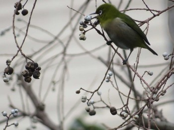 Warbling White-eye 近所 Sat, 2/10/2024