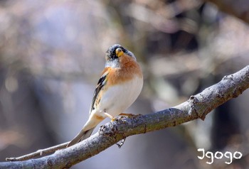 Brambling 大室公園 Sat, 2/24/2024