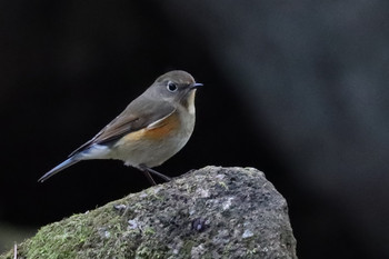 Red-flanked Bluetail 東京都多摩地域 Sat, 12/1/2018