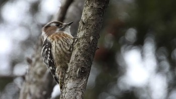 2024年2月29日(木) 早野聖地公園の野鳥観察記録