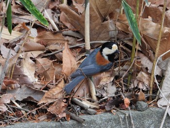 2024年2月29日(木) 早野聖地公園の野鳥観察記録