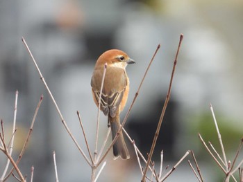 モズ 早野聖地公園 2024年2月29日(木)