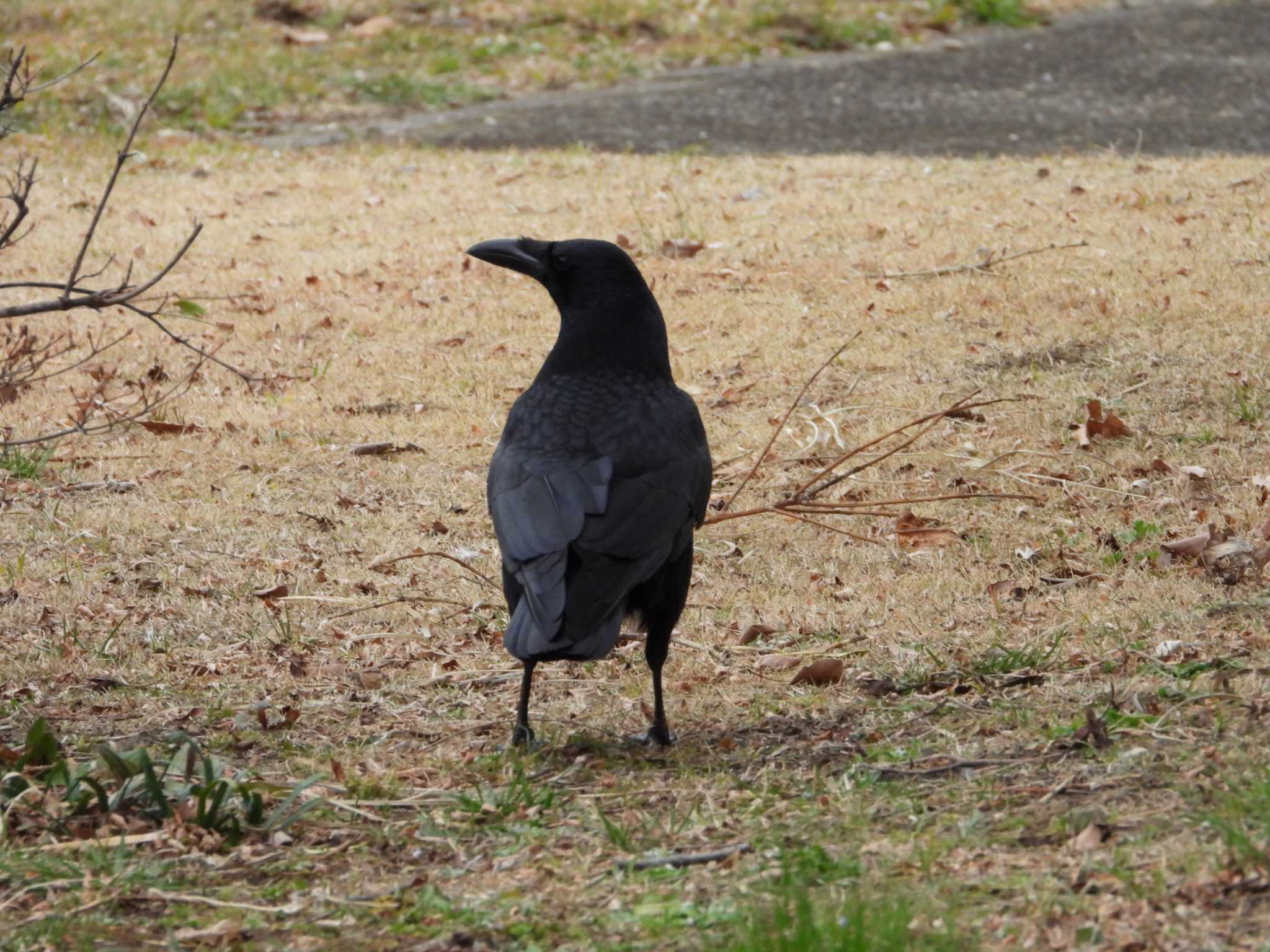 早野聖地公園 ハシボソガラスの写真 by ヨシテル