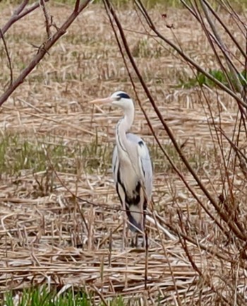 Thu, 2/29/2024 Birding report at 長津川ふれあい広場