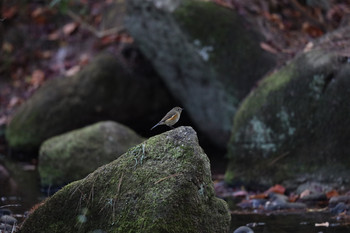 Red-flanked Bluetail 東京都多摩地域 Sat, 12/1/2018