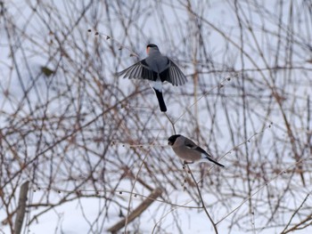 Eurasian Bullfinch 泉ヶ岳 Wed, 2/28/2024