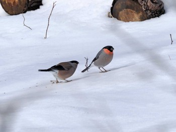 Eurasian Bullfinch 泉ヶ岳 Wed, 2/28/2024