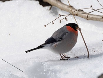 Eurasian Bullfinch 泉ヶ岳 Wed, 2/28/2024