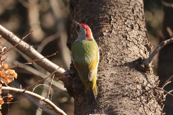 Japanese Green Woodpecker Mitsuike Park Fri, 2/8/2019