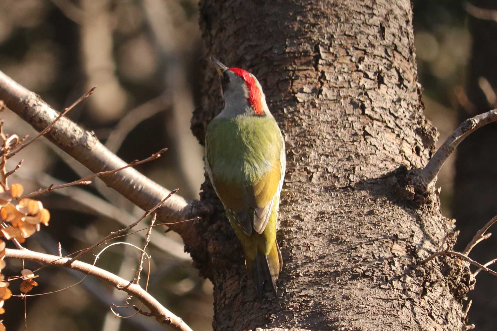 Photo of Japanese Green Woodpecker at Mitsuike Park by Yuka