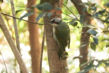 Japanese Green Woodpecker Mitsuike Park Fri, 2/8/2019