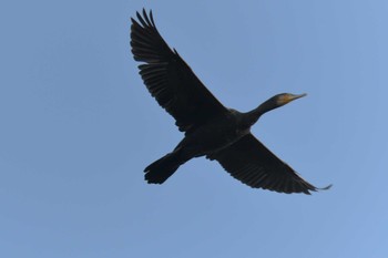 Sat, 12/1/2018 Birding report at 滋賀県甲賀市甲南町創造の森