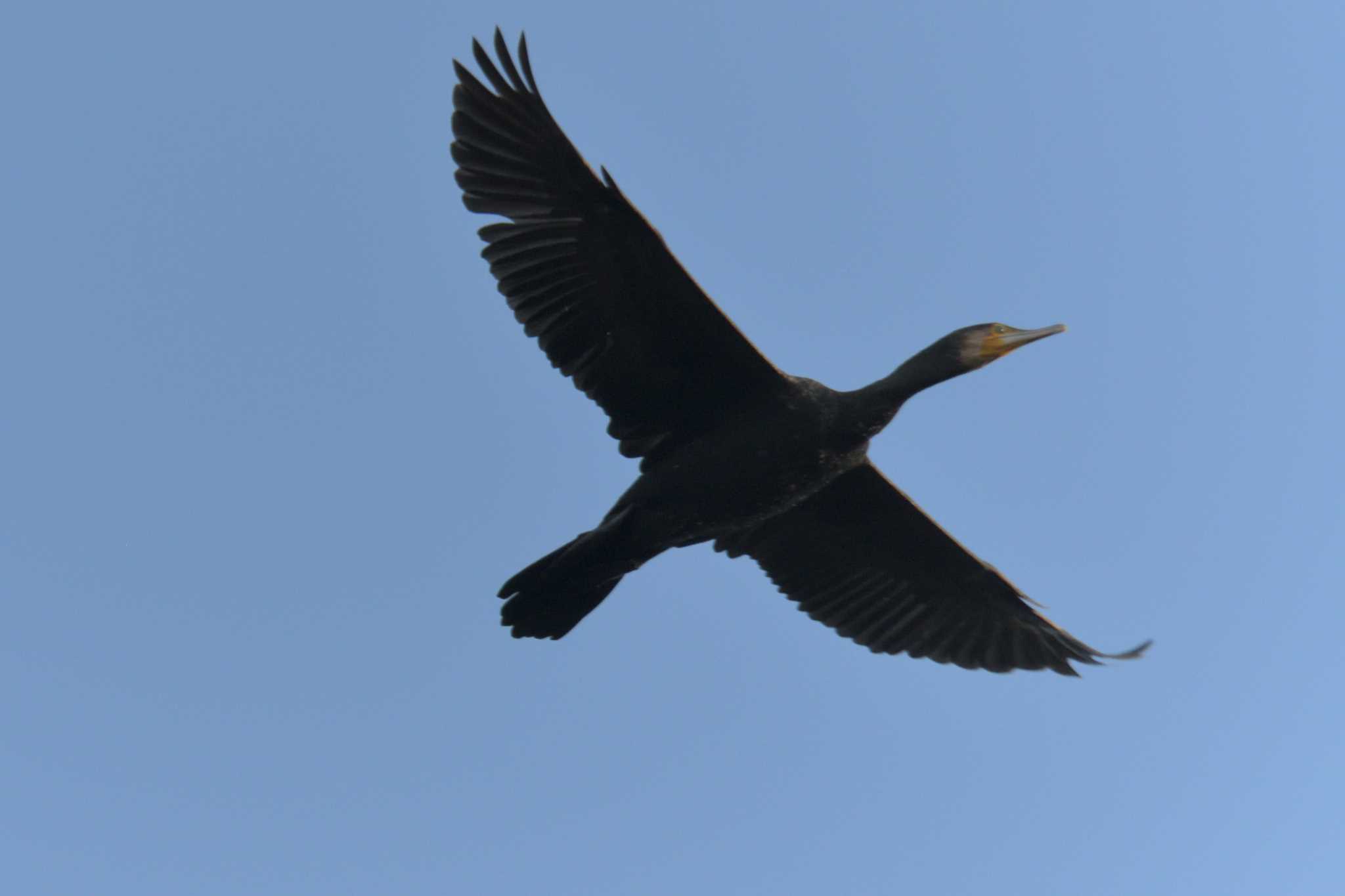 Great Cormorant