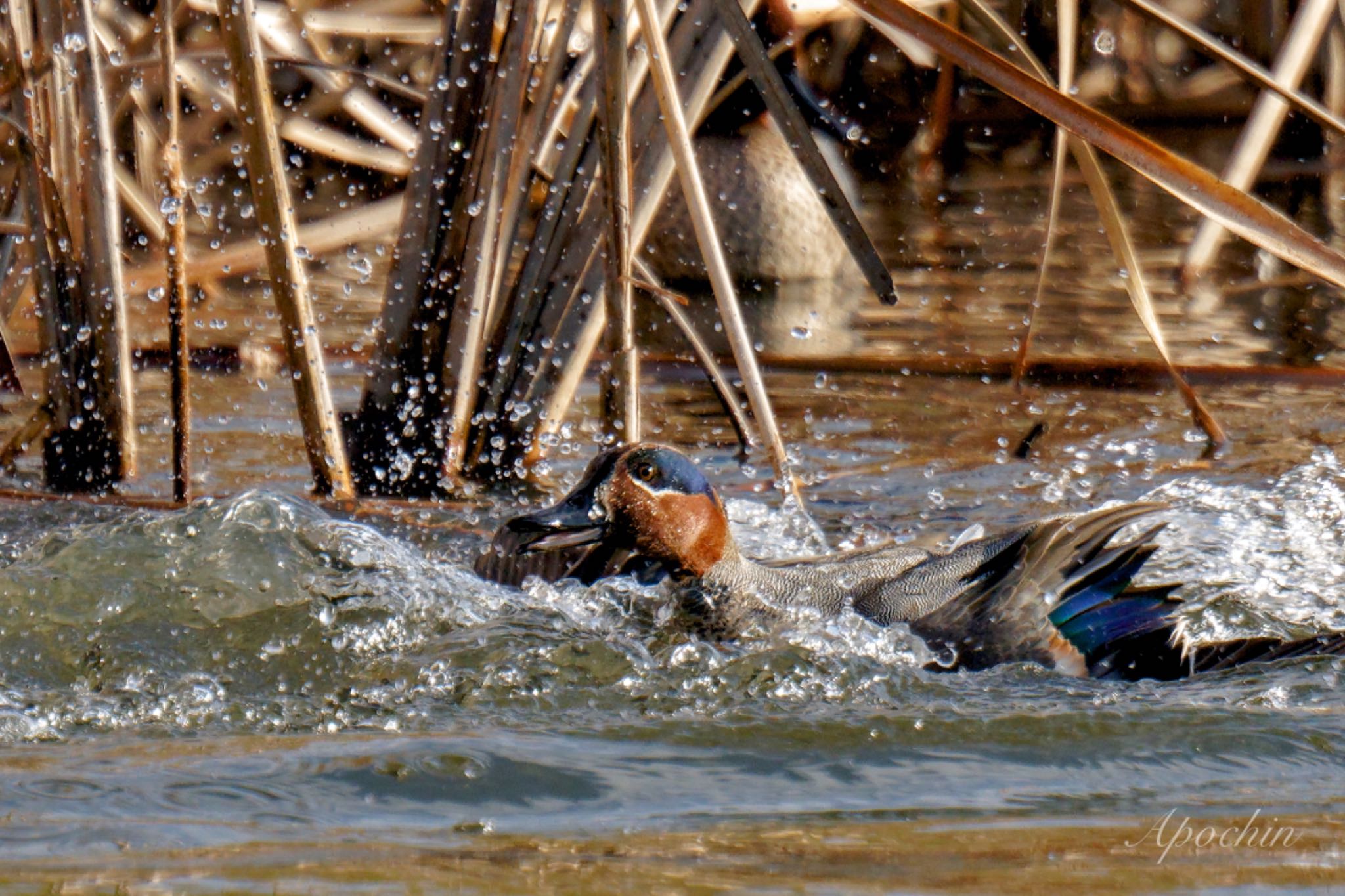 Photo of Eurasian Teal at Shin-yokohama Park by アポちん