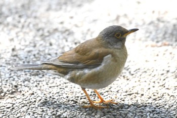 Pale Thrush Meiji Jingu(Meiji Shrine) Wed, 2/28/2024