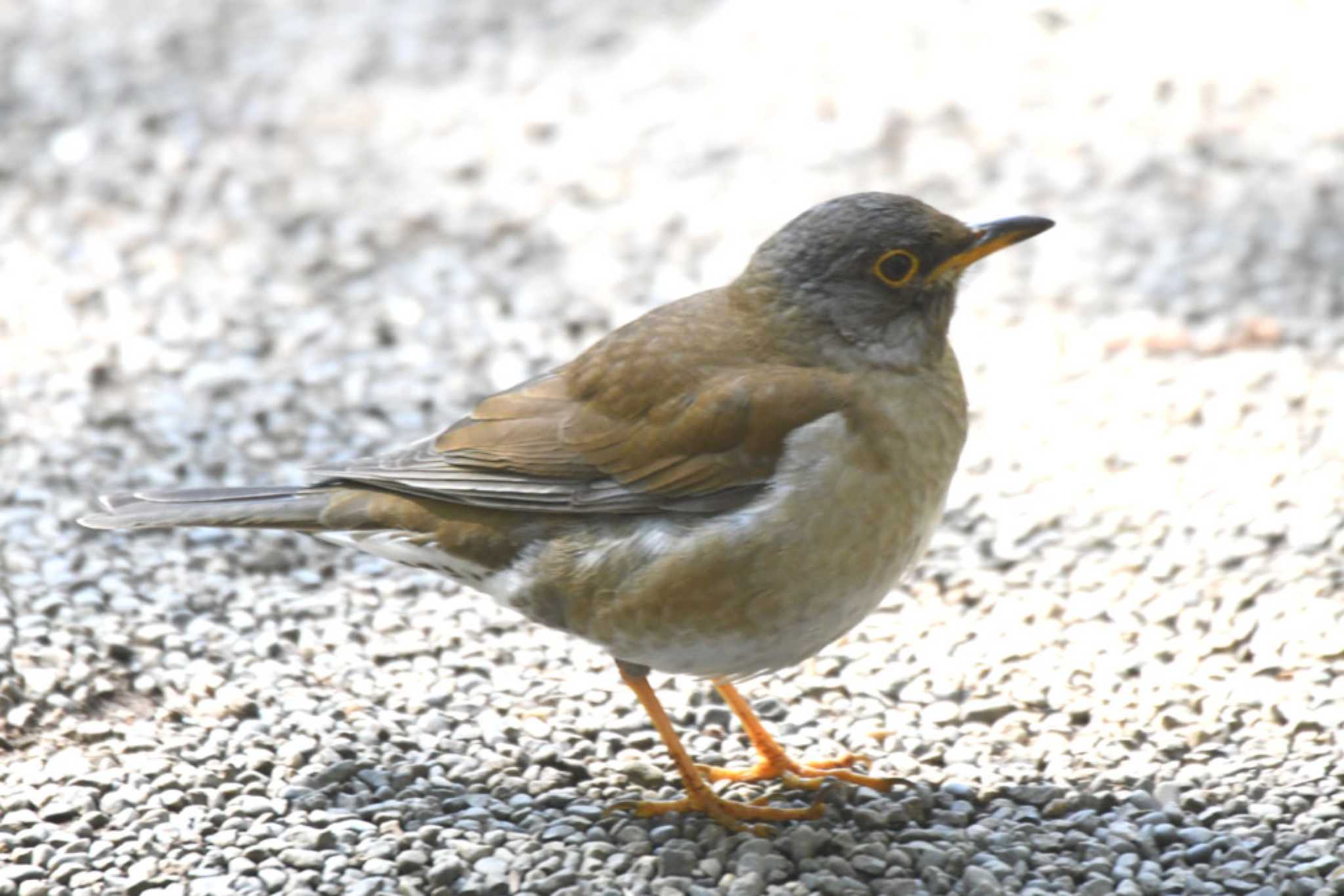 Photo of Pale Thrush at Meiji Jingu(Meiji Shrine) by TOM57