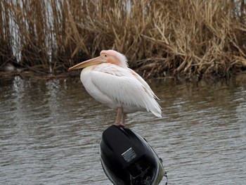 Great White Pelican North Inba Swamp Thu, 2/29/2024