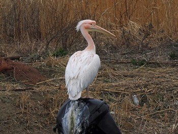 Great White Pelican North Inba Swamp Thu, 2/29/2024