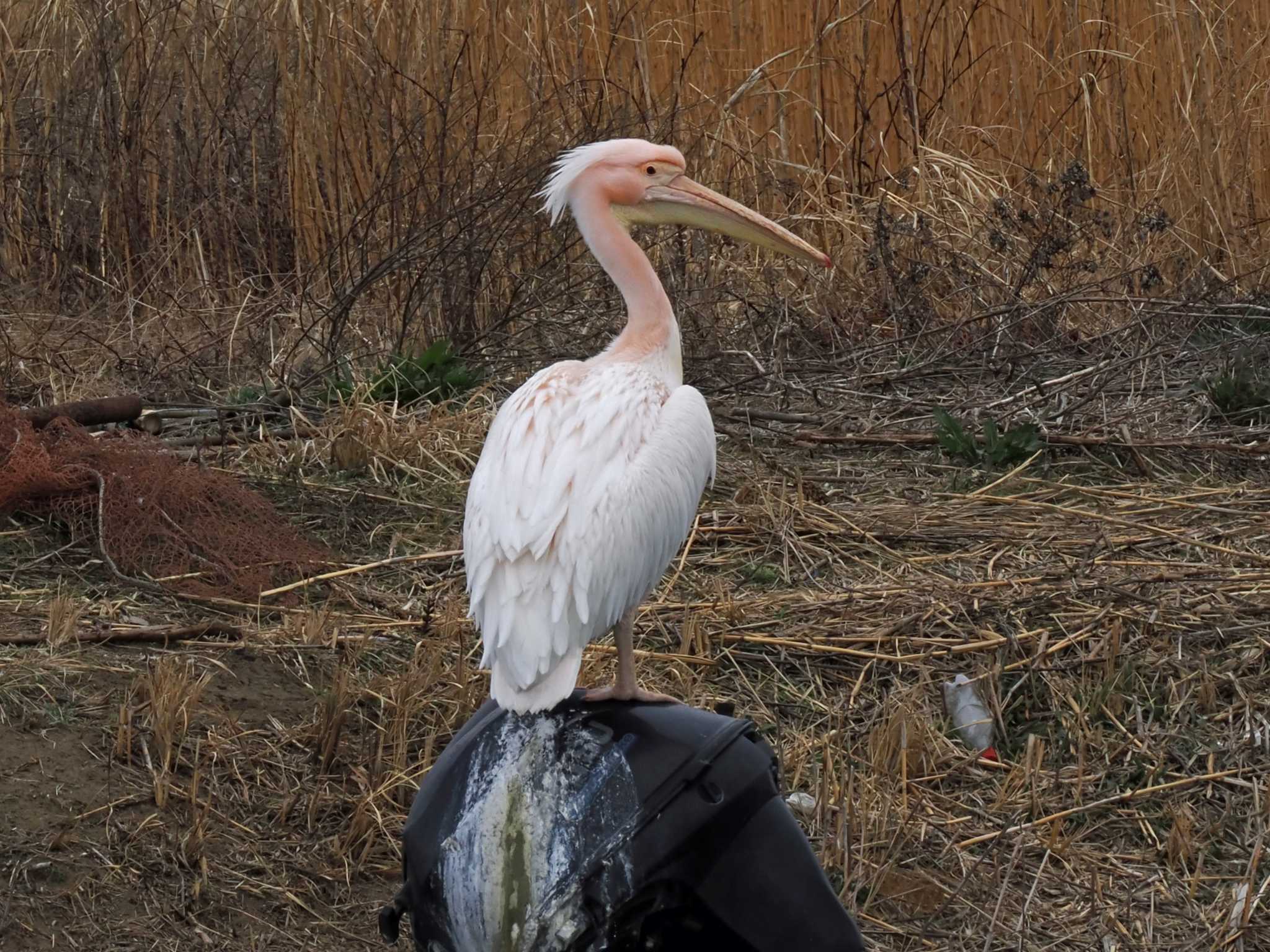 モモイロペリカン