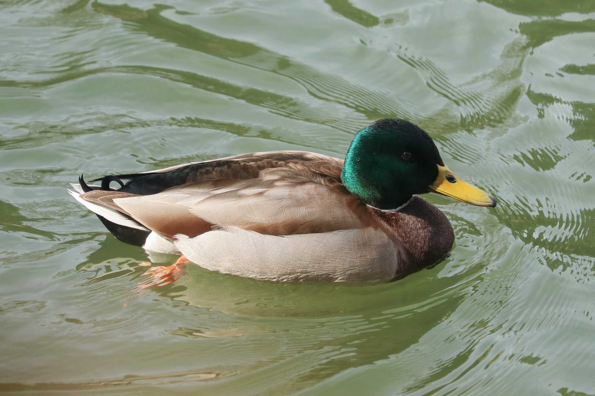 三ツ池公園(横浜市鶴見区) マガモの写真 by Yuka