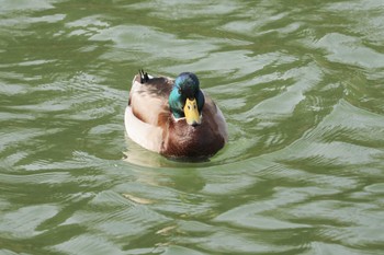 マガモ 三ツ池公園(横浜市鶴見区) 2019年2月10日(日)