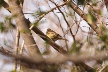 アオジ 三ツ池公園(横浜市鶴見区) 2019年2月10日(日)