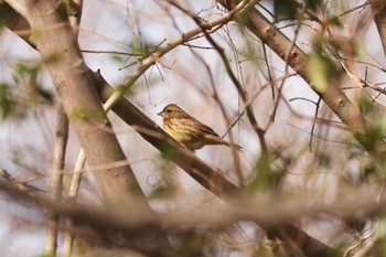 アオジ 三ツ池公園(横浜市鶴見区) 2019年2月10日(日)