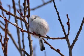 Unknown Species 東区近郊 Thu, 2/29/2024