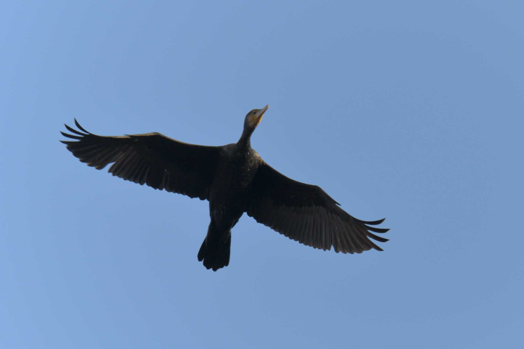 Great Cormorant