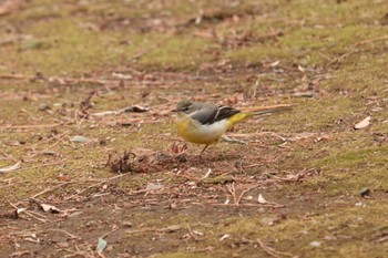 Grey Wagtail 大倉山公園 Sun, 2/10/2019