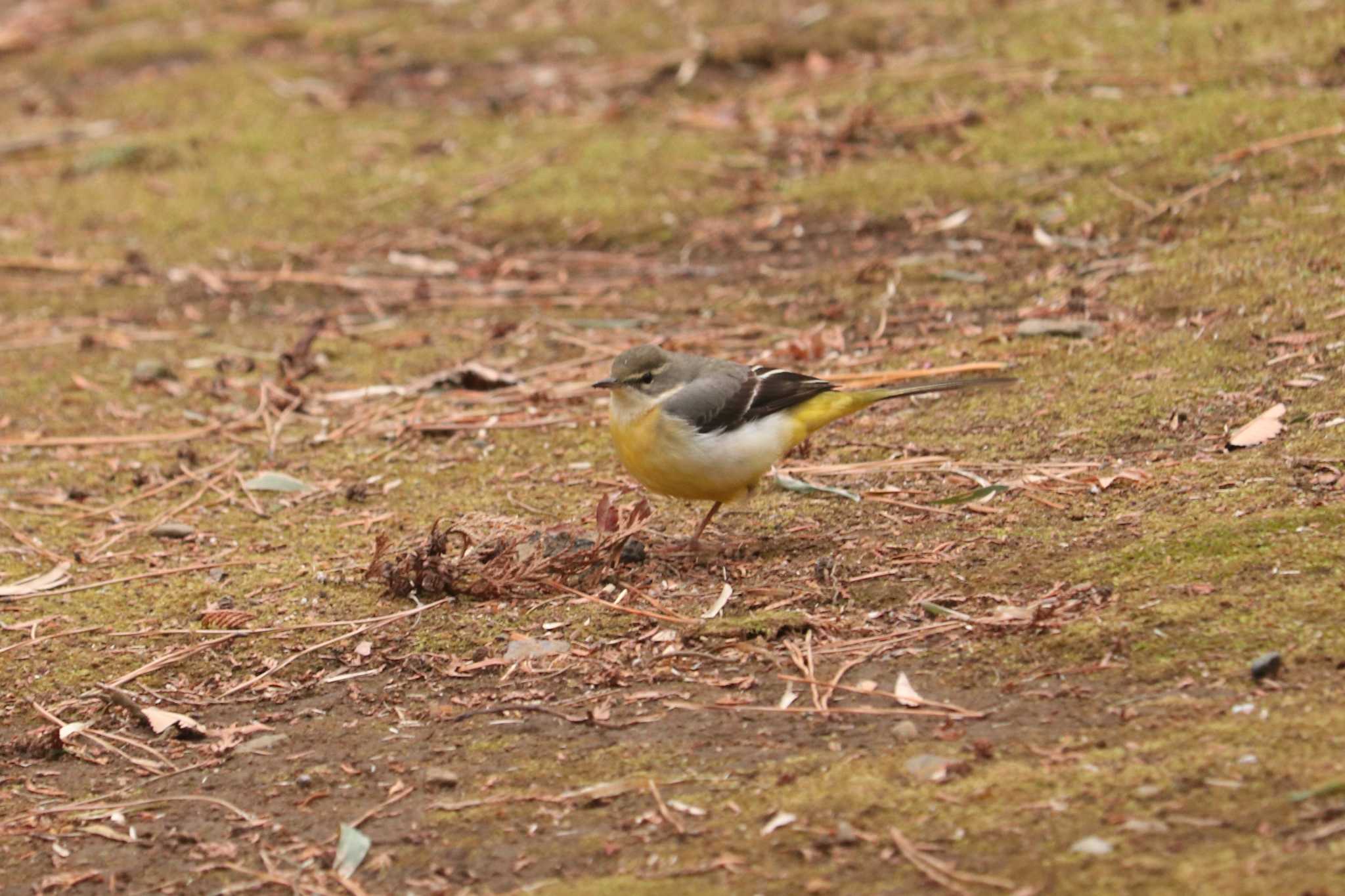 Photo of Grey Wagtail at 大倉山公園 by Yuka