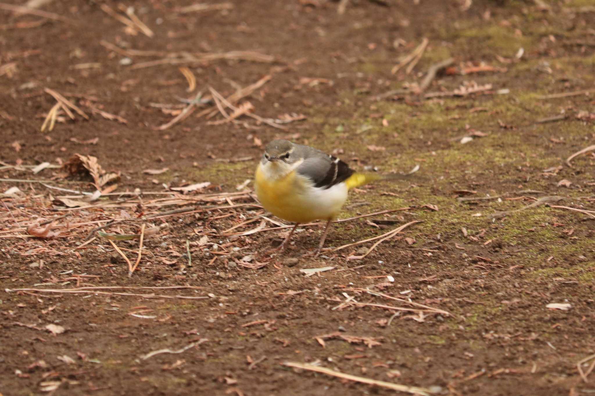 大倉山公園 キセキレイの写真