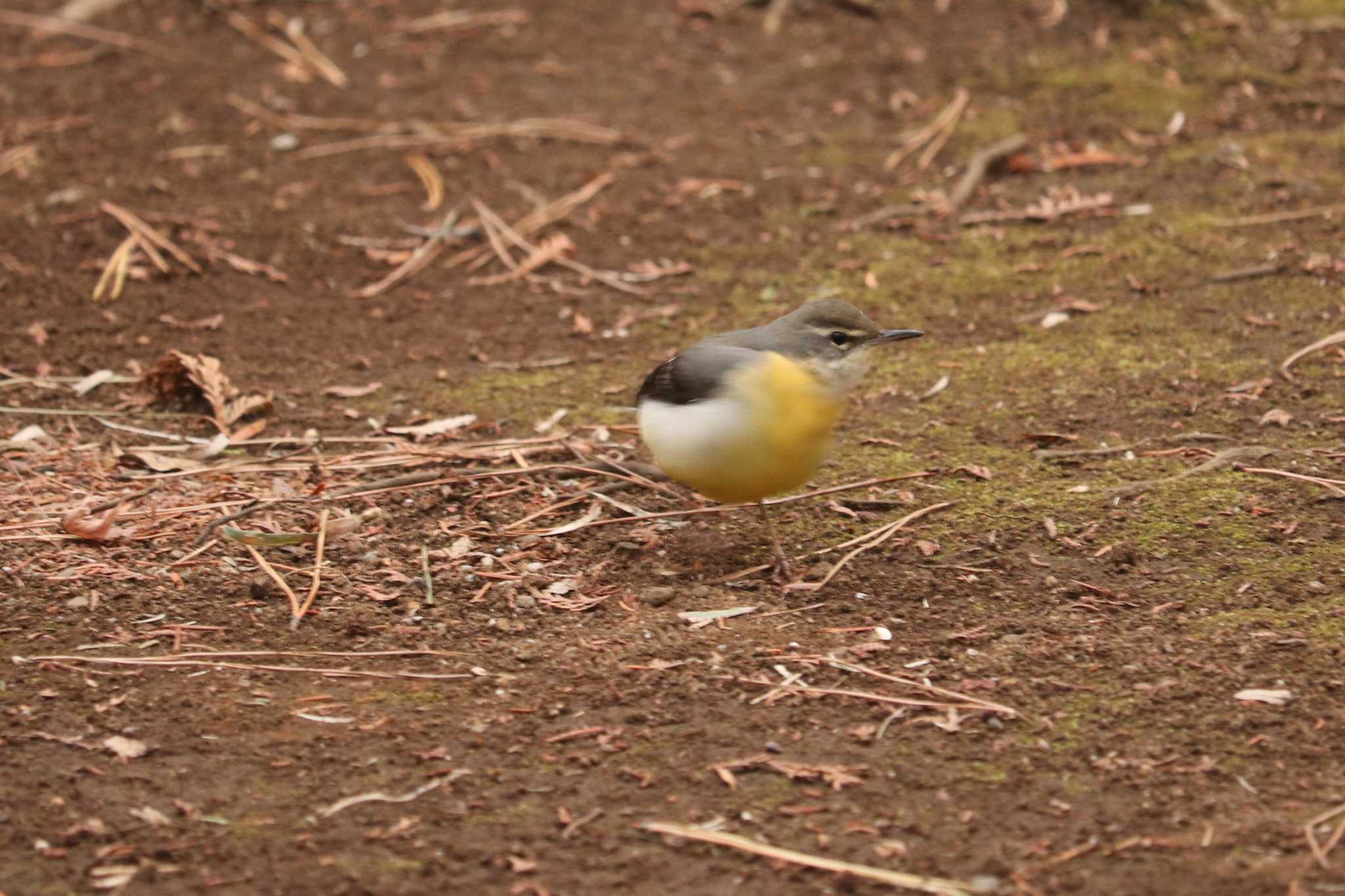 大倉山公園 キセキレイの写真