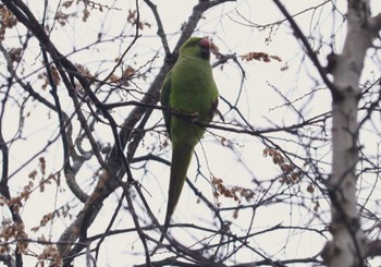 ワカケホンセイインコ 井の頭公園 2024年2月25日(日)