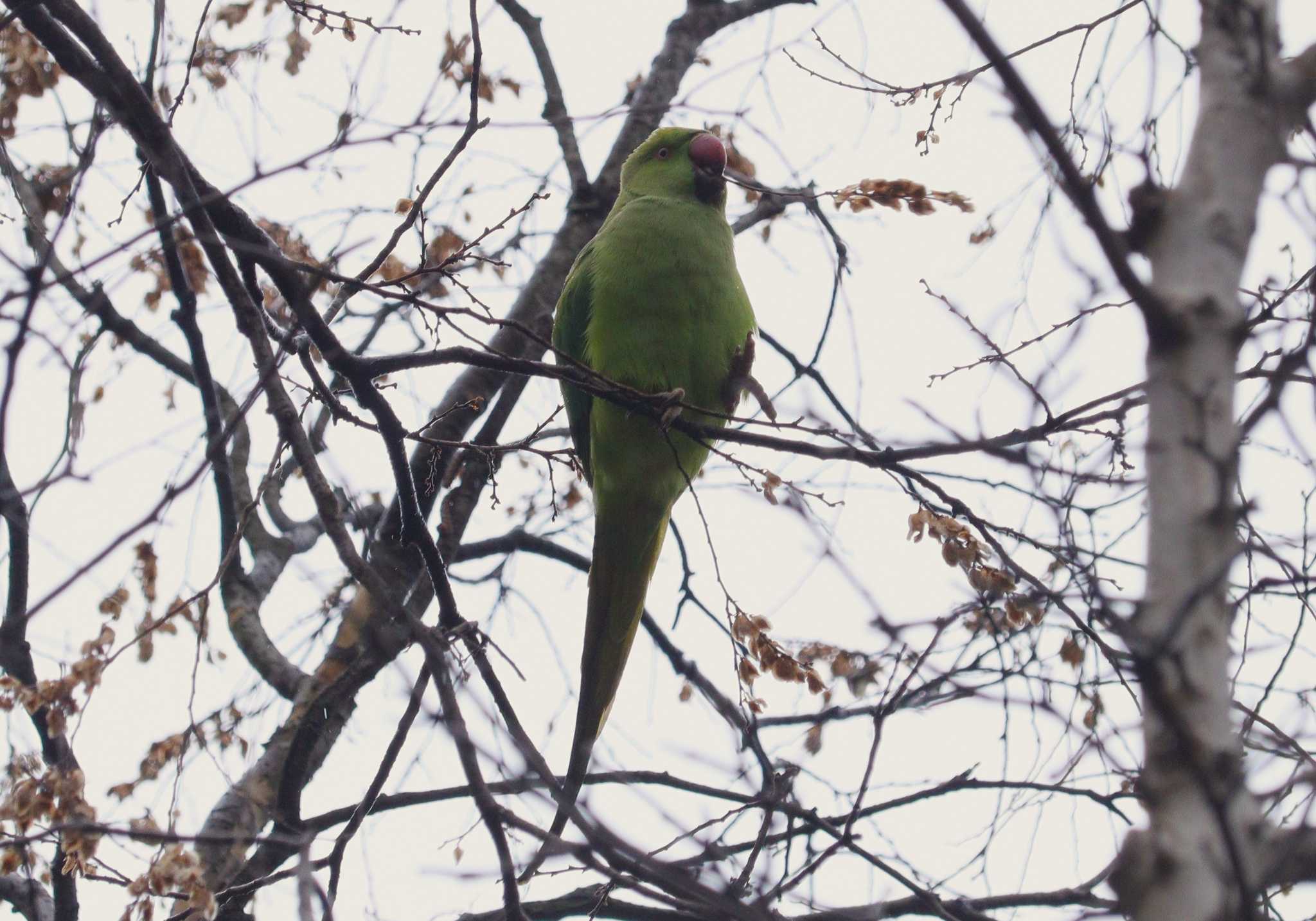 Indian Rose-necked Parakeet