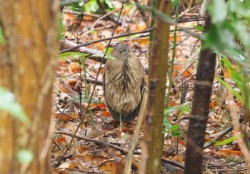 2024年2月23日(金) 水元公園の野鳥観察記録