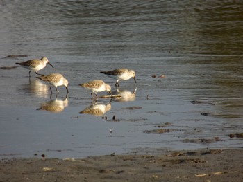 Dunlin 多々良沼 Sun, 2/11/2024