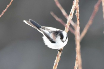 Long-tailed Tit 仙台市・七北田公園 Sun, 2/25/2024