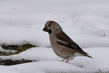 Hawfinch 仙台市・七北田公園 Sun, 2/25/2024