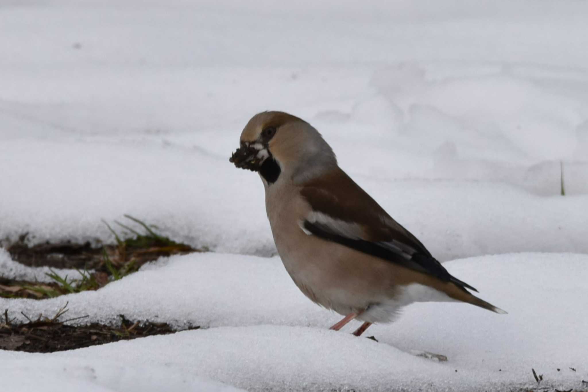 Photo of Hawfinch at 仙台市・七北田公園 by おんせんたま５